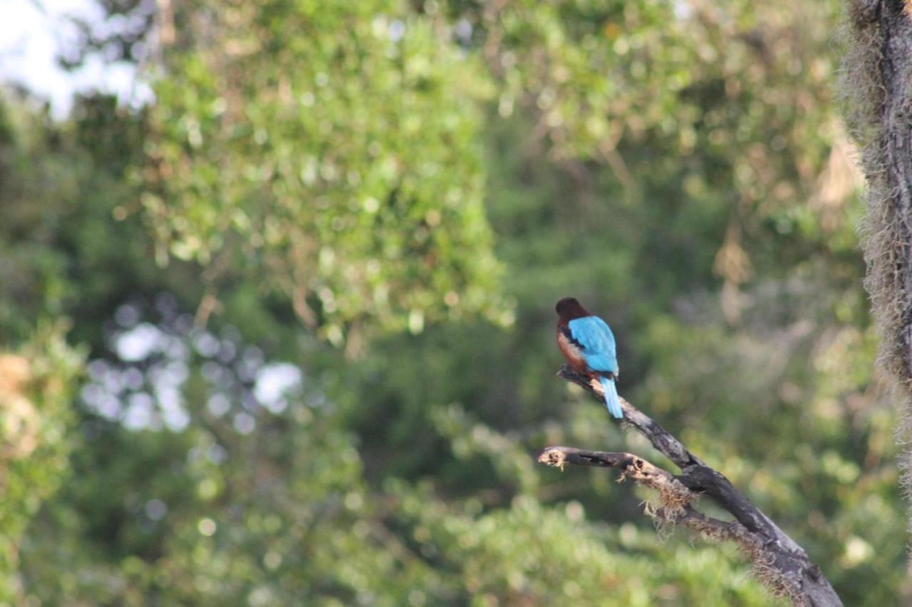 Viveka Inn Guest And Yala Safari Tissamaharama Εξωτερικό φωτογραφία
