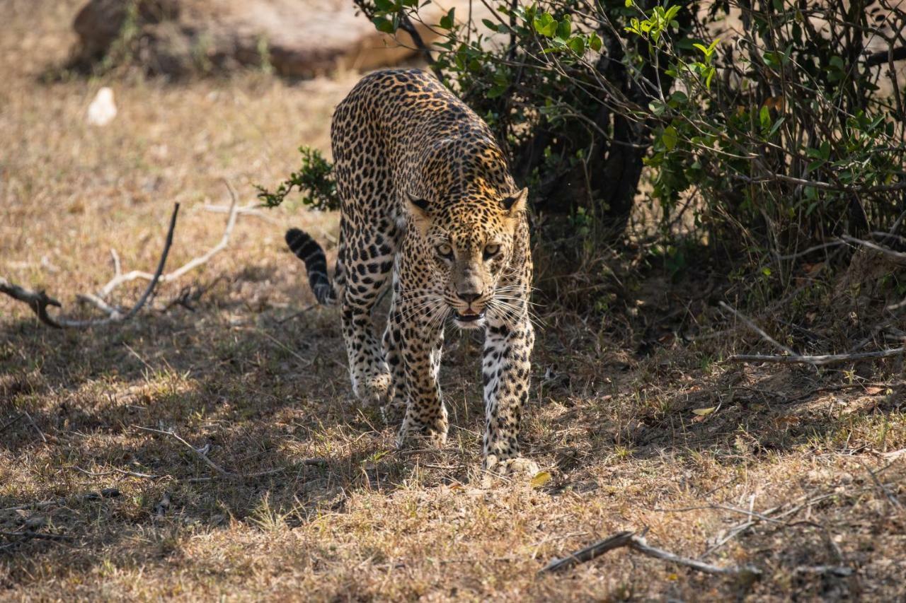 Viveka Inn Guest And Yala Safari Tissamaharama Εξωτερικό φωτογραφία
