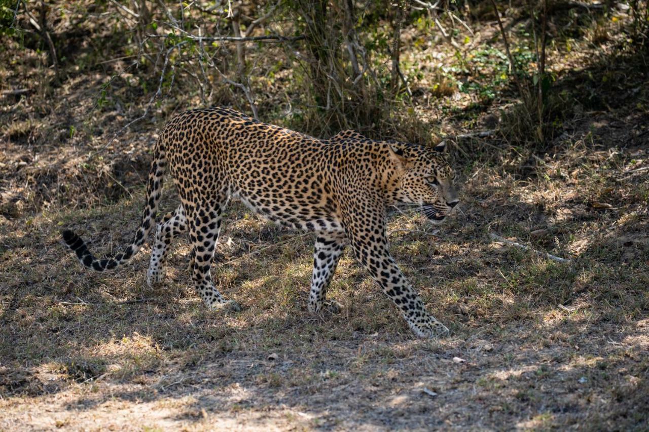 Viveka Inn Guest And Yala Safari Tissamaharama Εξωτερικό φωτογραφία